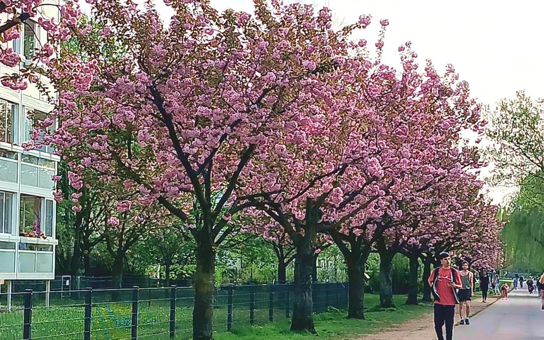 Cerejeiras do Japão em Berlim